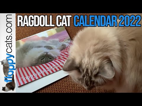 Ragdoll Cat Calendar 2022 📆 Floppycats ⭐