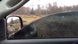 Rollin' through Buffalo