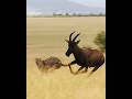 A Herd Of Cheetah Chasing A Wildebeest The Impressive Speed And Strategy Wildlife Hunting
