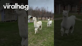 Download lagu Alpacas Prance Through Backyard || ViralHog mp3