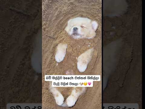 බව් මල්ලිව beach එක්කන් ගිහිල්ලා වැලි වලින් වහලා 🐶😚💗 #dog #srilanka #new #shorts #doggydiaries