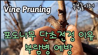 포도나무 단초전정 중요성 Grape Pruning 부람병 예병