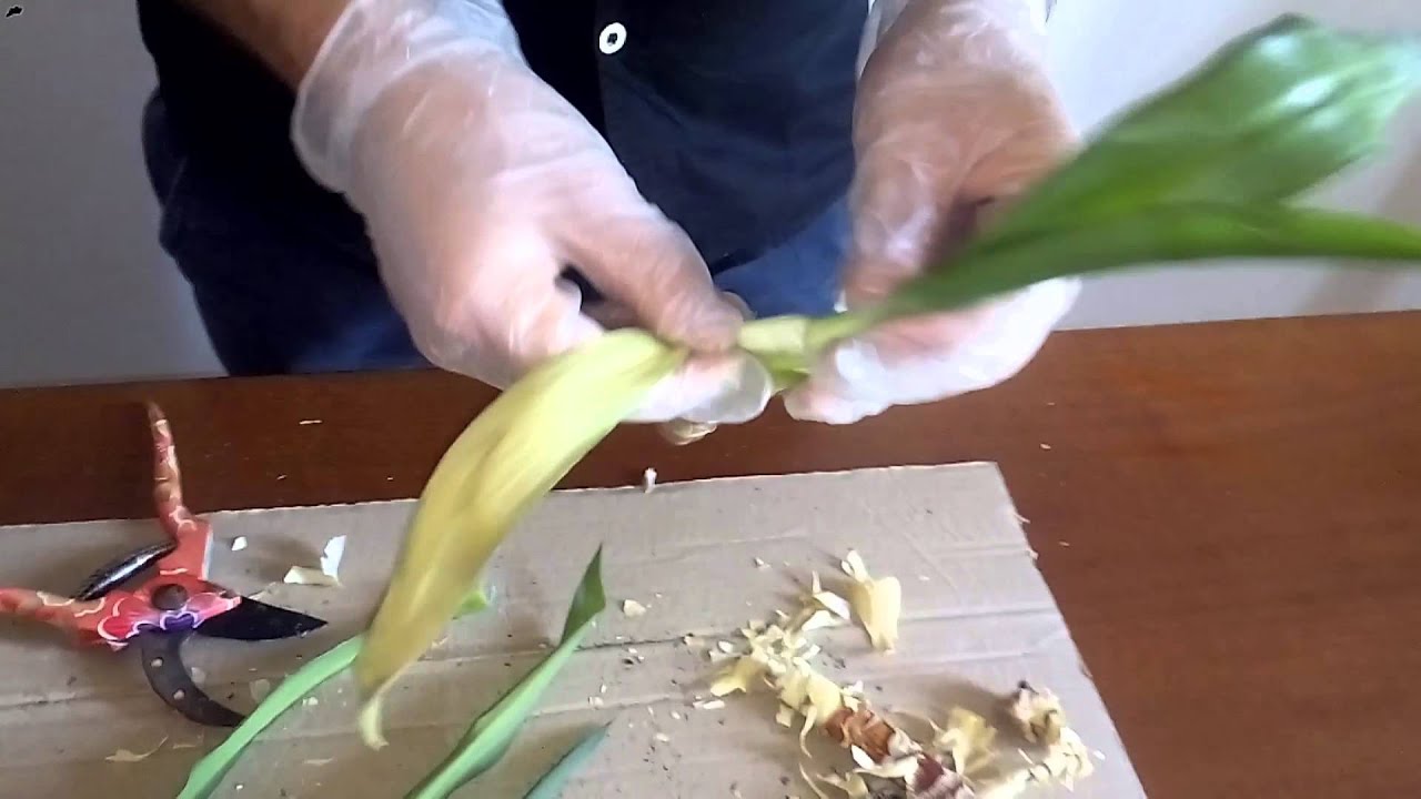 Yucca: come moltiplicarla