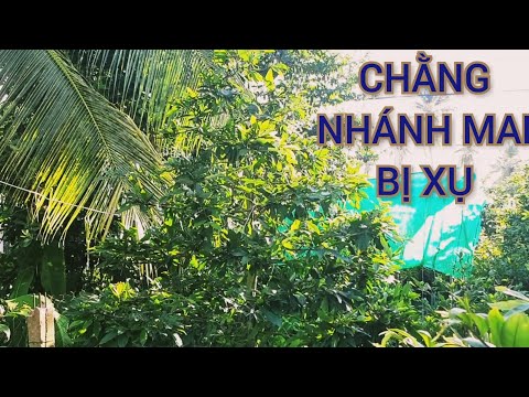 CHẰNG NHỮNG NHÁNH BỊ XỤ KHI THÁO DÂY NHÔM CHO CÂY MAI | VƯỜN MAI VÀNG 7 DỰ CẦN THƠ