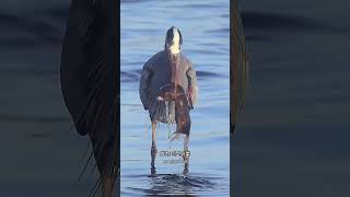 [問卦] 焚毀屍體比想的還難