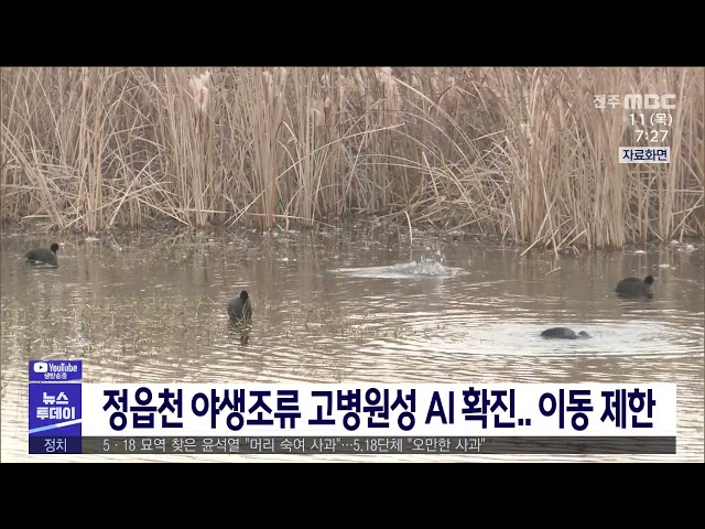 정읍천 야생조류 고병원성 AI 확진 이동 제한