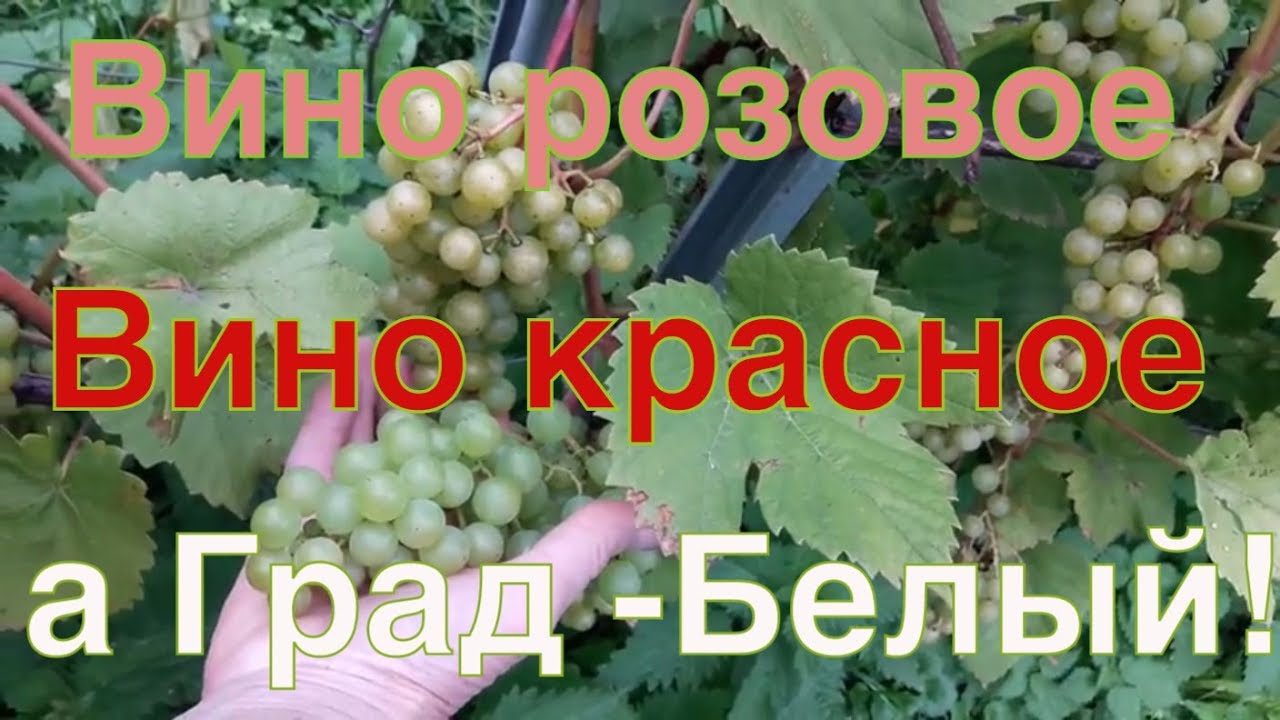 Виноград Мускат белый