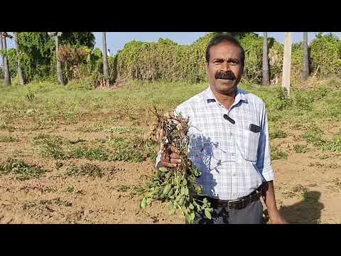 Groundnut Digger