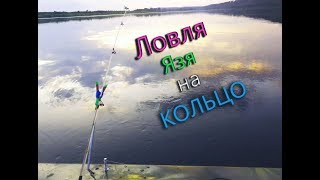 Амурский язь как ловить