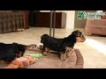 Yorkshire Terrier dogs for sale: Hope - Video 1