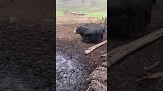 raça de vaca muito cara