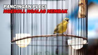 Download lagu PANCINGAN PLECI NGALAS NEROLL NEMBAK BIKIN LAWAN NGOTOT DAN IKUT NEMBAK mp3