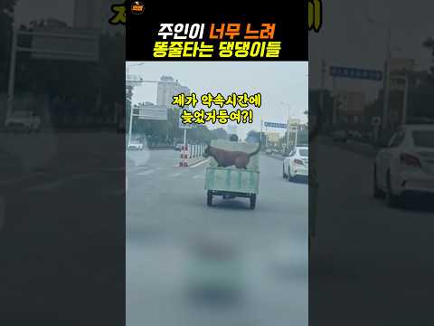 할아버지차만 안탔으면 이미 집에 도착했다는 댕댕이