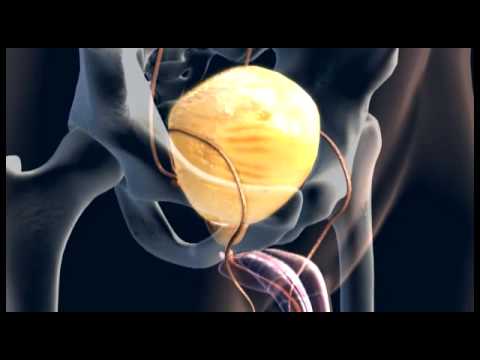 Animation Male Urinary System - 3D Medical || ABP ©