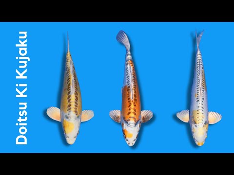 Video Vorschau Doitsu Ki Kujaku