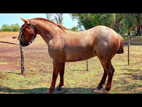 VENDIDO A CORDOBA__rosillo fisicudo super manso, completo re gaucho $300.000