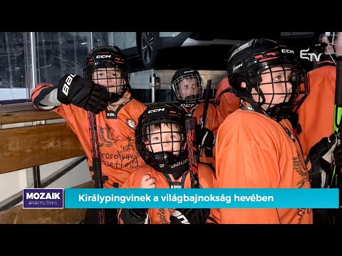 Királypingvinek a világbajnokság hevében – Mozaik