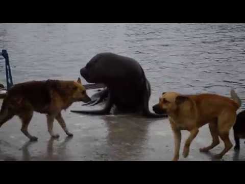 Sea lion vs. street dogs