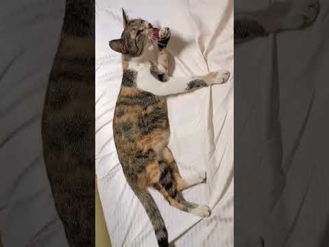 #animal lovers Sujatha Carestraypaws Street cat lovers ❤️😻 YouTube channel trending viral videos