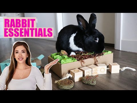 ALLES, WAS SIE FÜR EIN KANINCHEN BRAUCHEN | Das komplette Starterpaket