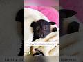 A girl rescued a dying baby bat and took it home