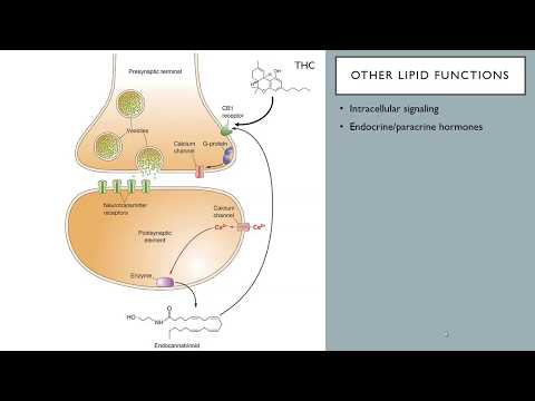 OSSM Biochem Chapter 10 - Other Roles for Lipids