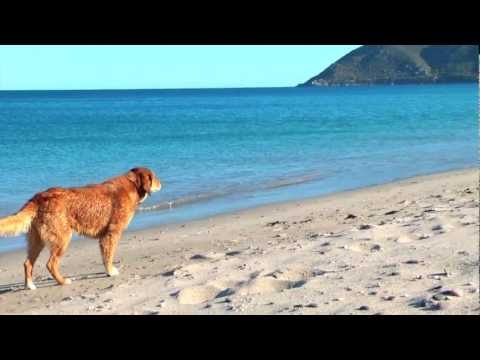 Dog on the beach - A true story - Bruno Costa