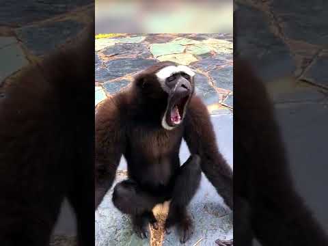 NEW META ALERT!😲#shorts