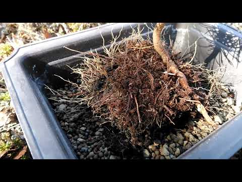 Collecting Scots Pine - Pre Bonsai potting #Bonsai #Yamadori