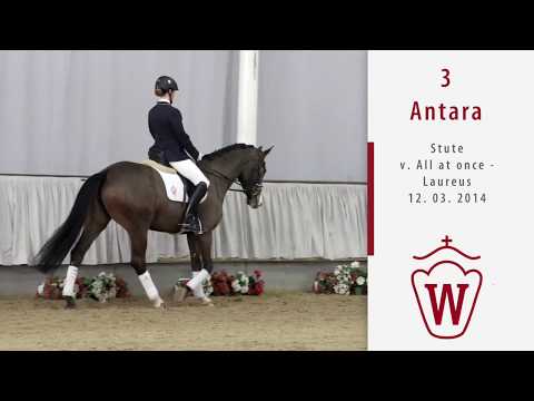 03 Antara  Stute v. All at once - Laureus