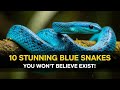 10 Stunning Blue Snakes You Won't Believe Exist!