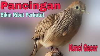 Download lagu PERKUTUT LOKAL GACOR SUARA BESAR PANCINGAN BURUNG PERKUTUT AGAR BUNYI mp3