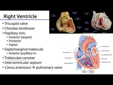 Right Ventricle