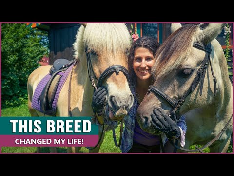 Equestrian cavalca il cavallo norvegese dei fiordi!