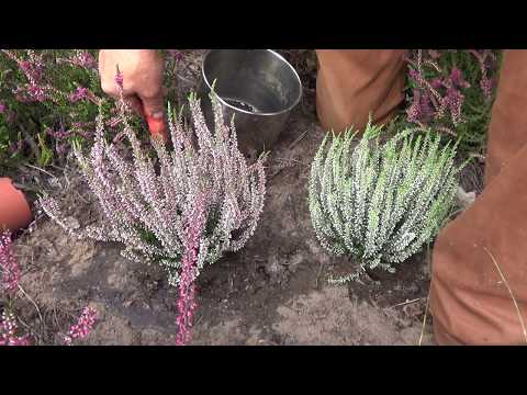 How to plant and cultivate heather