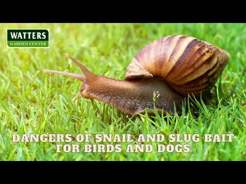 🐌Dangers of Snail and Slug Bait for Birds and Dogs 🐌