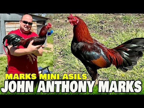 Marks Mini Asil John Anthony Marks | Marks Mugs Farm | Beautiful Birds Asil Mug