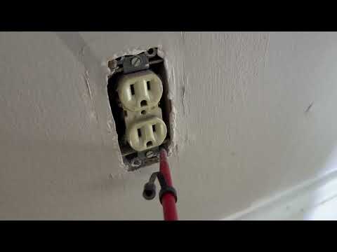 Carpenter Ants in the Outlet in Avon by the Sea, NJ