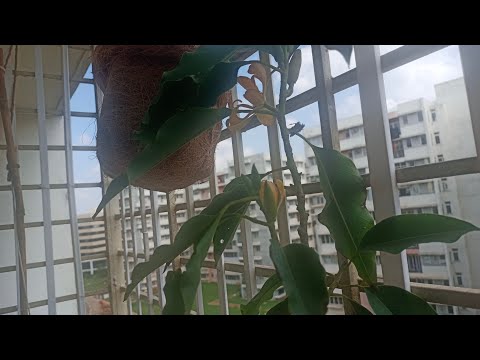 Shenbagam Flower - In my Garden