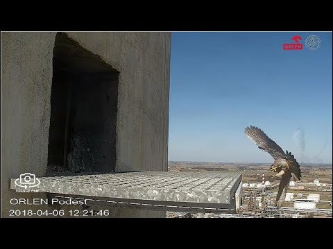 Płock falcons - Peregrine flyby. The original owner? 20180406