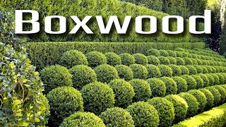 Boxwood hedge design ideas and pruning tips!