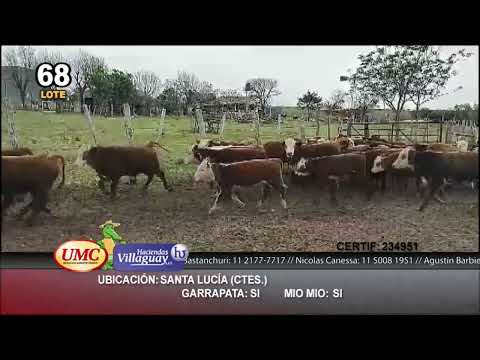 Lote 105 Terneros/as en Santa Lucía, Corrientes