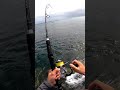 Monster Fish Rock Fishing