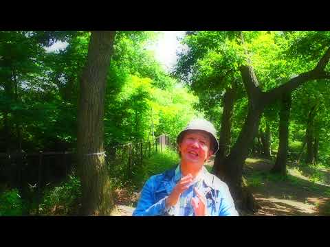黛ジュンそして三木たかし実兄妹の放った1968年の大ヒット曲『夕月』を歌う！＃黛ジュン＃三木たかし＃昭和歌謡曲＃なかにし礼＃松竹映画主題歌＃森田健作＃昭和のアイドル歌謡＃日本レコード大賞