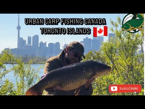 Urban Carp Fishing Canada Toronto Islands