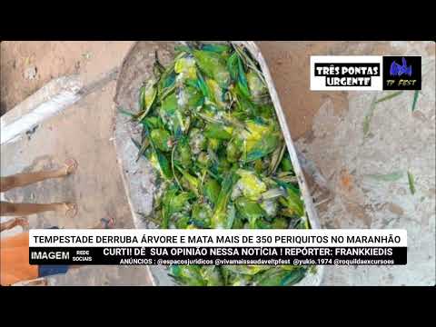 Uma forte tempestade derrubou uma árvore (MA) e destruindo abrigo de periquitos e morte de 350 aves.