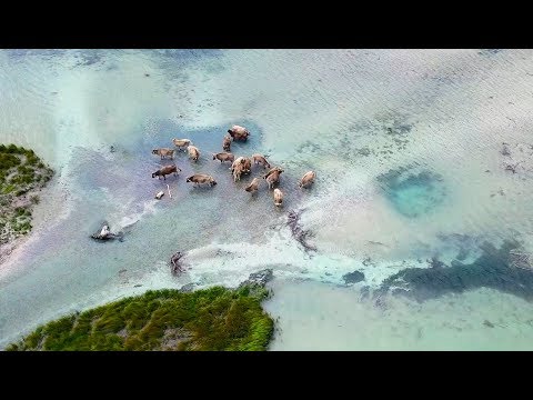 Janin Devi & André Maris - Bhajo Radhe Krishna