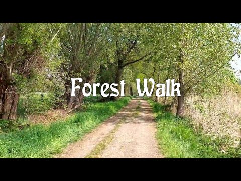 Walking in Susteren forest near the German border in a beautiful green ambient