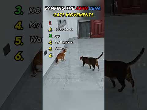 Cats John Cena movements #funny #cats #reaction