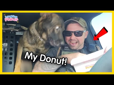 🐕👮‍♂️When Police Dogs Forget They're on Duty!😄Best Funny Dog Videos
